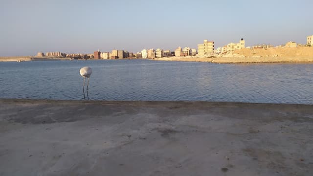كافيه الطباخ