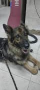 Nardeen vet clinic طبيبه بيطريه