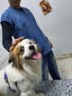Save pets clinic ( عيادة بيطرية شبرا) د.كيرلس انسى