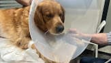 British Animal Hospital - Zamalek