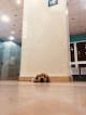 Happy Pets - Nasr City Branch